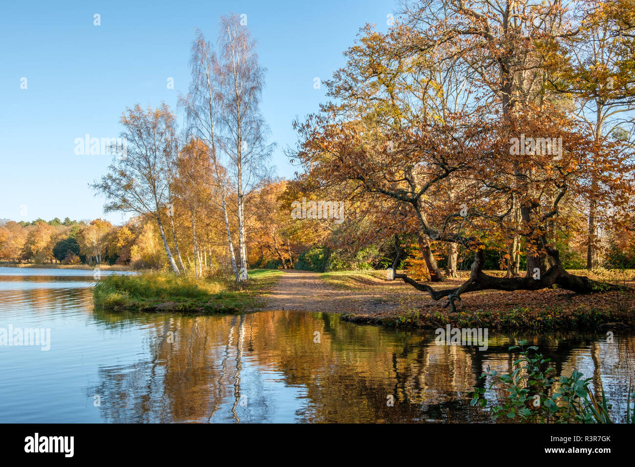 Autumn Colours and Reflections at Virginia Water Lake Virginia Water