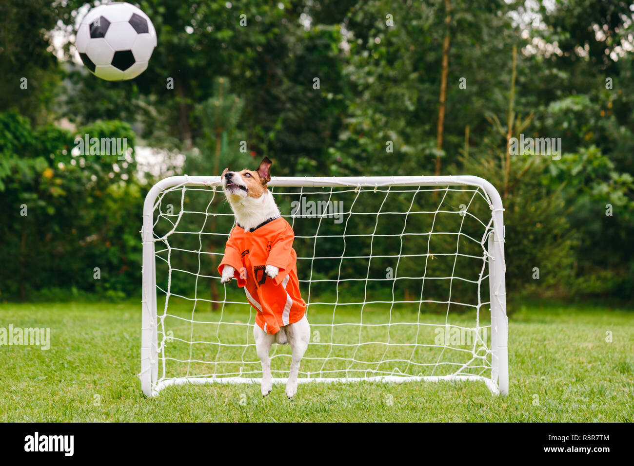 Funny dog wearing orange kit of Dutch national team catching football (soccer) ball Stock Photo