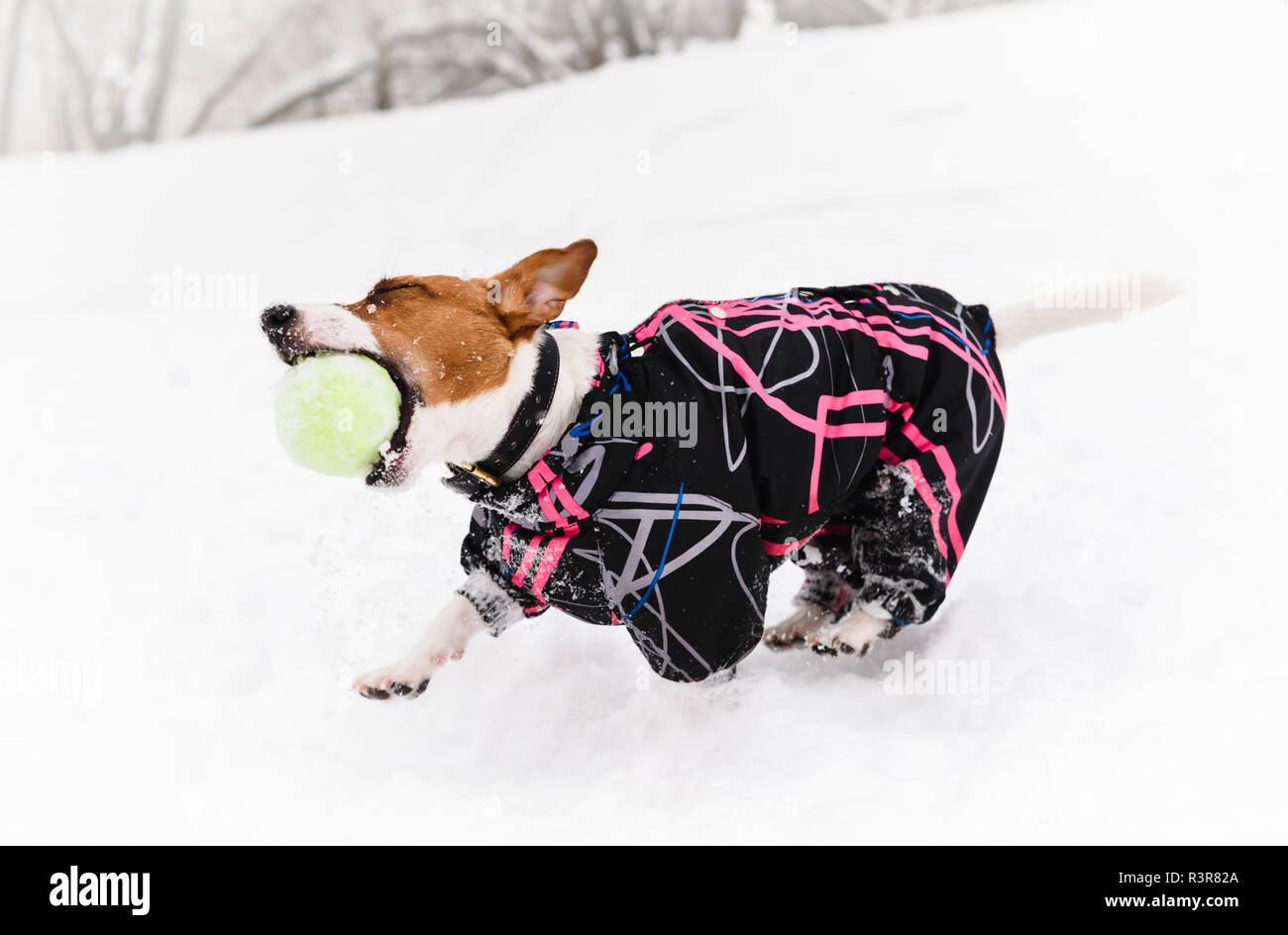Funny active dog wearing warm coat playing with tennis ball on snow at nice  winter day Stock Photo - Alamy