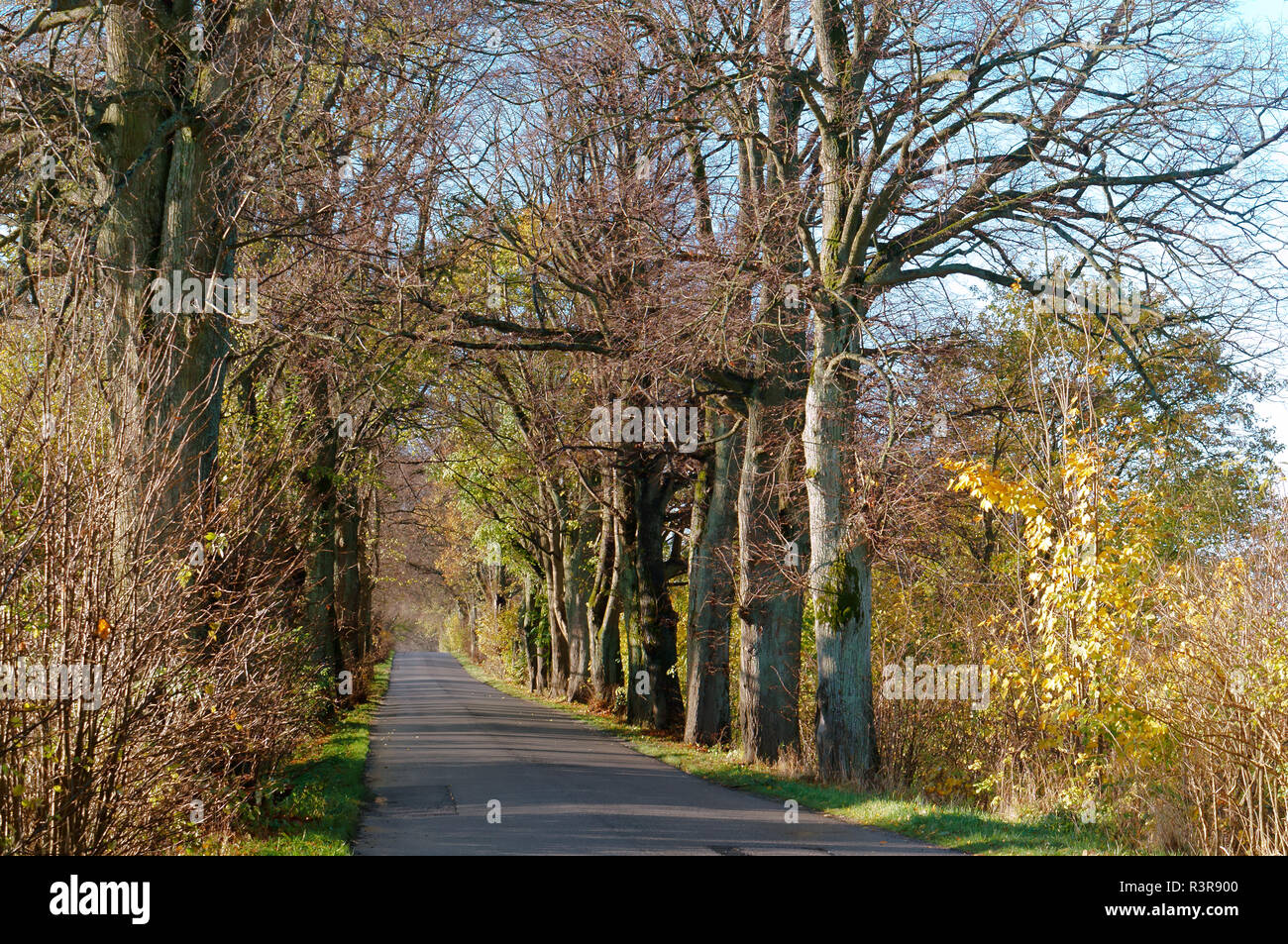 roadside trees, trees on the edges of the highway, road in autumn Stock Photo