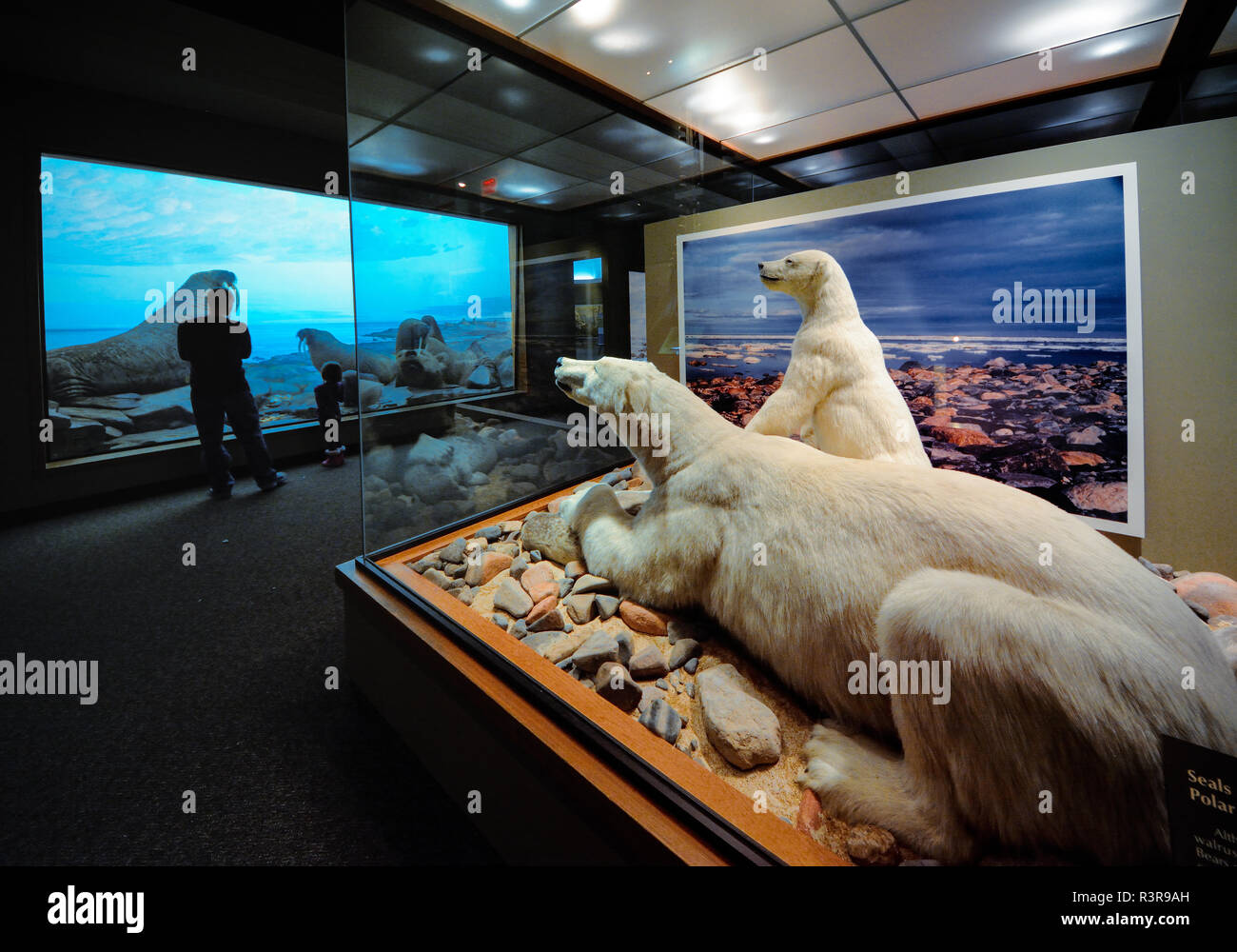 Polar bears on display at the Carnegie Museum of Natural History, Pittsburgh, Pennsylvania, USA Stock Photo
