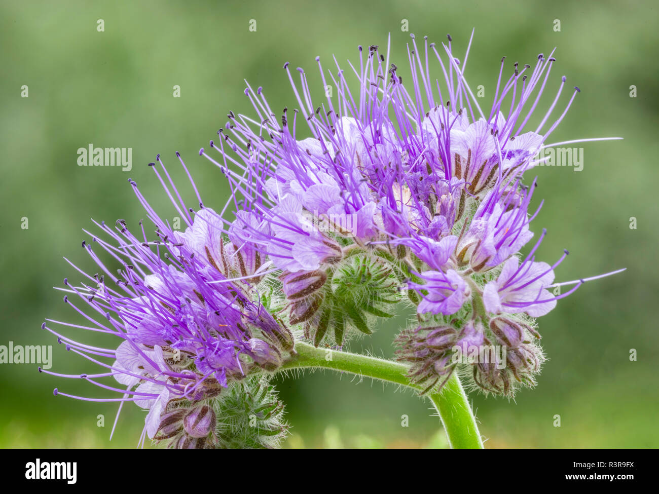 Phacelia or Scorpionweed Flowers - on a green background Stock Photo