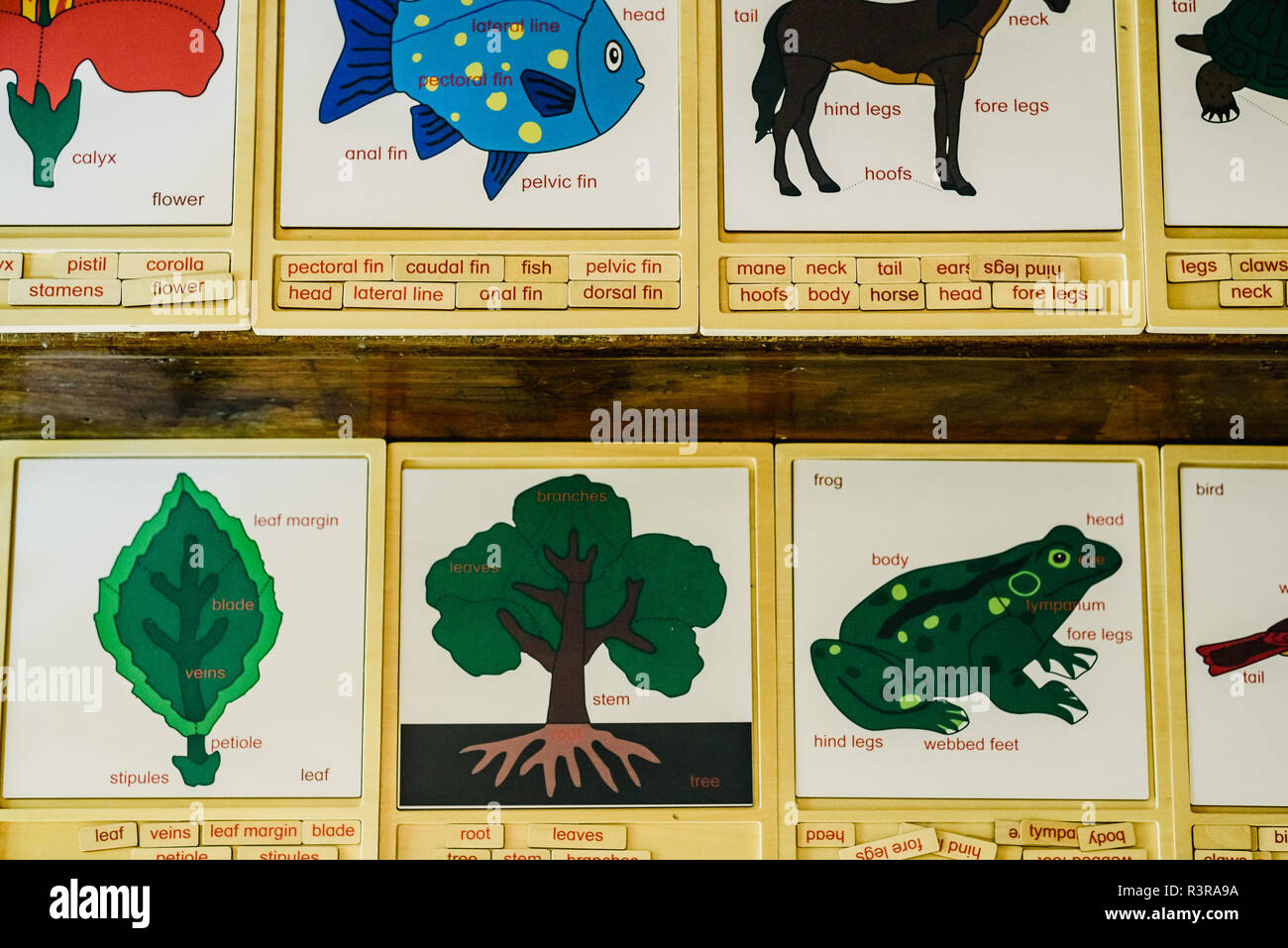 Endangered animals collage hi-res stock photography and images - Alamy
