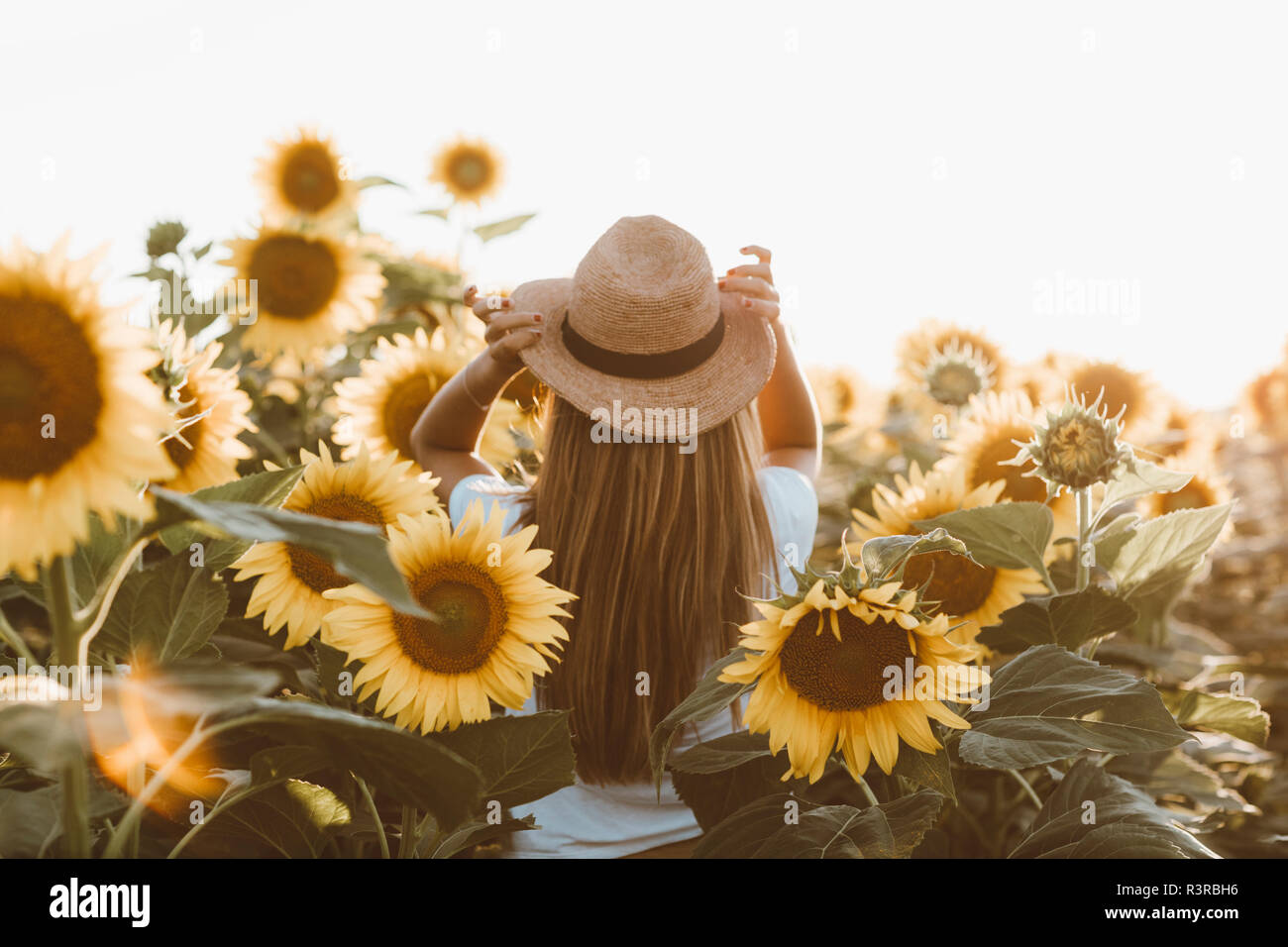 Back view of young woman standing in a field of sunflowers Stock Photo