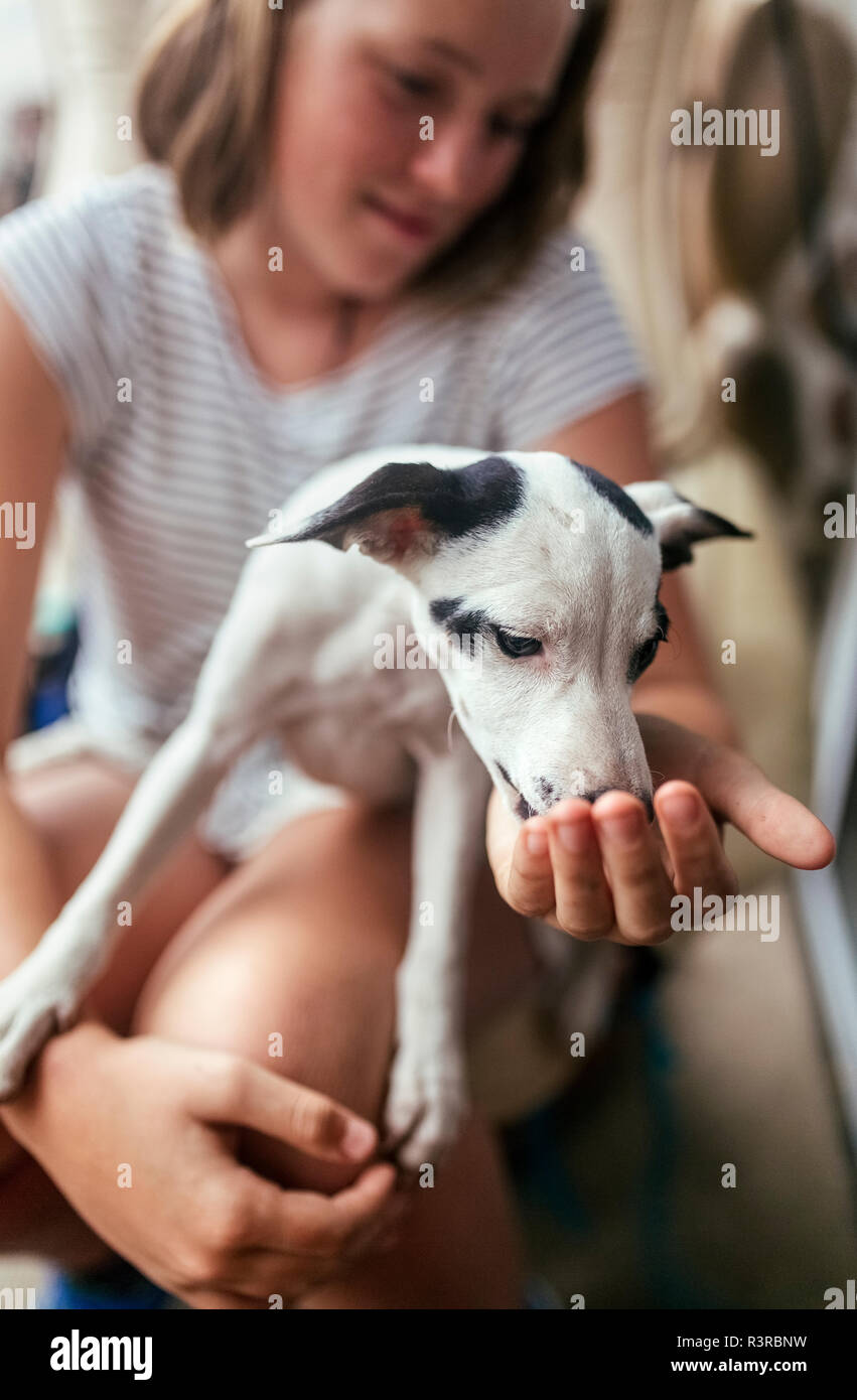 Puppy on girl's lap Stock Photo