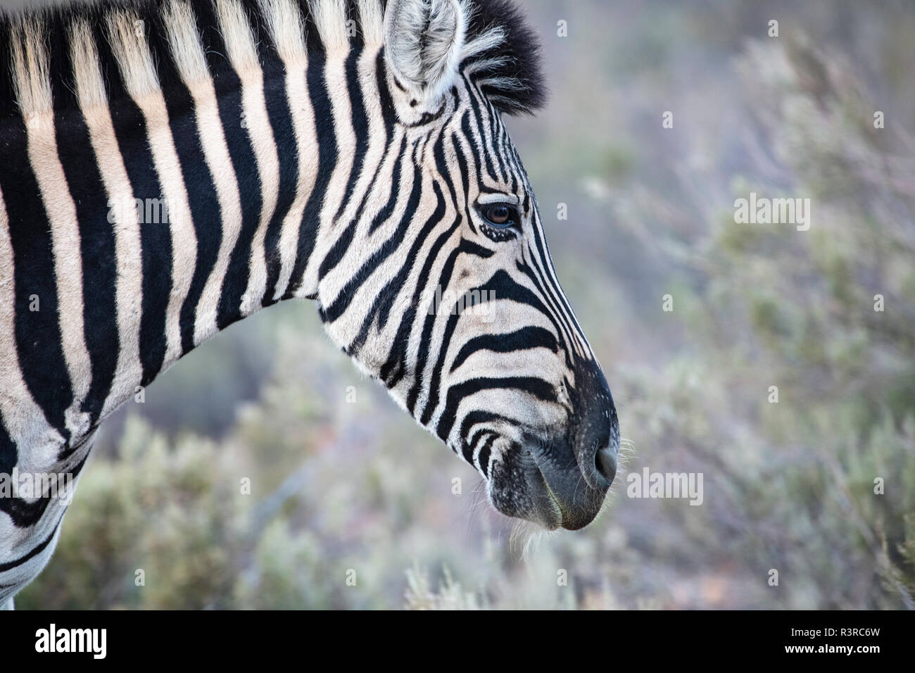 South Africa, Aquila Private Game Reserve, Zebra, Equus quagga Stock Photo