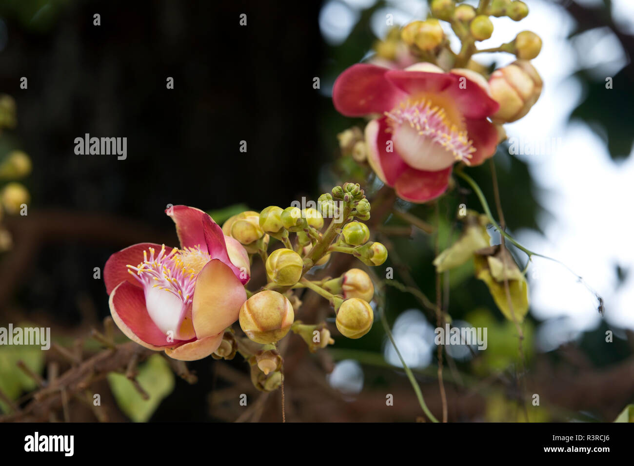 Thailand, Blossoming shala tree, shorea, robusta Stock Photo