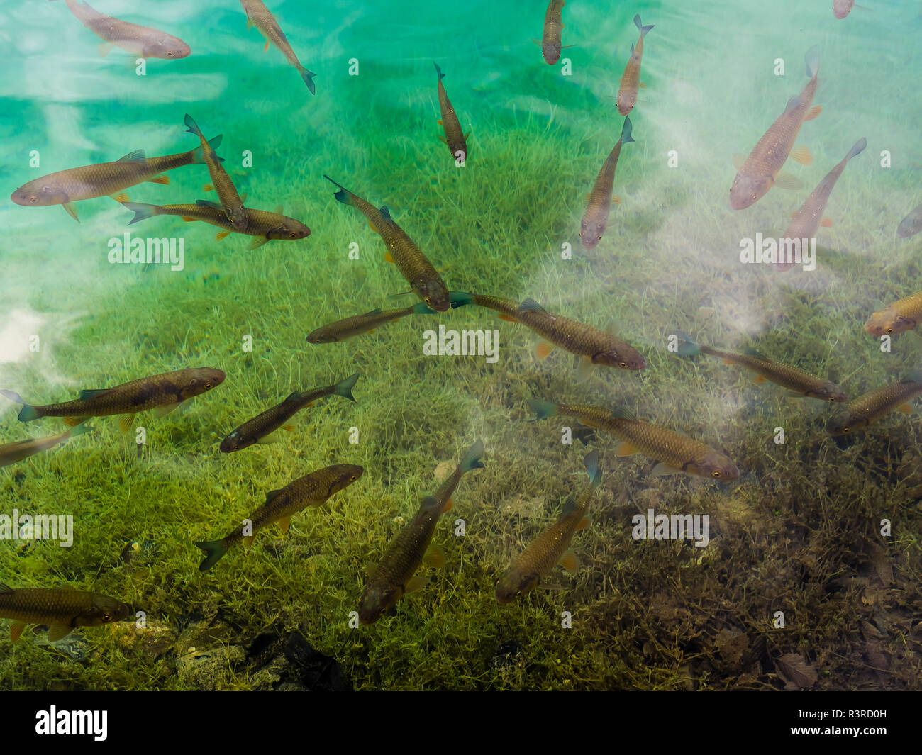 Europa, Kroatien, Lika-Senj, Osredak, Plitvica Selo,  UNESCO-Weltnaturerbe, Nationalpark Plitvicer Seen Stock Photo