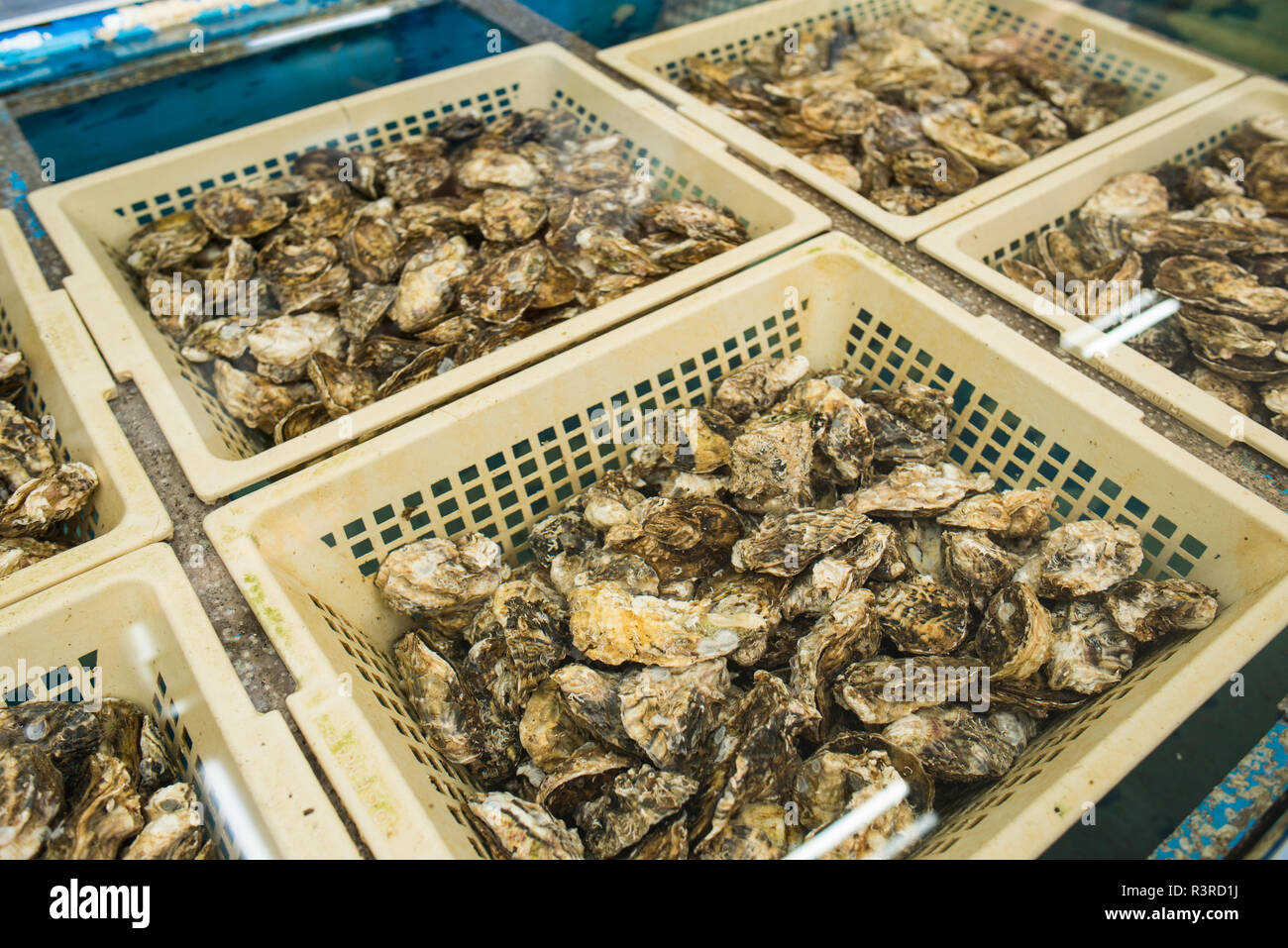 Fresh oysters in salt water, ready to sell Stock Photo