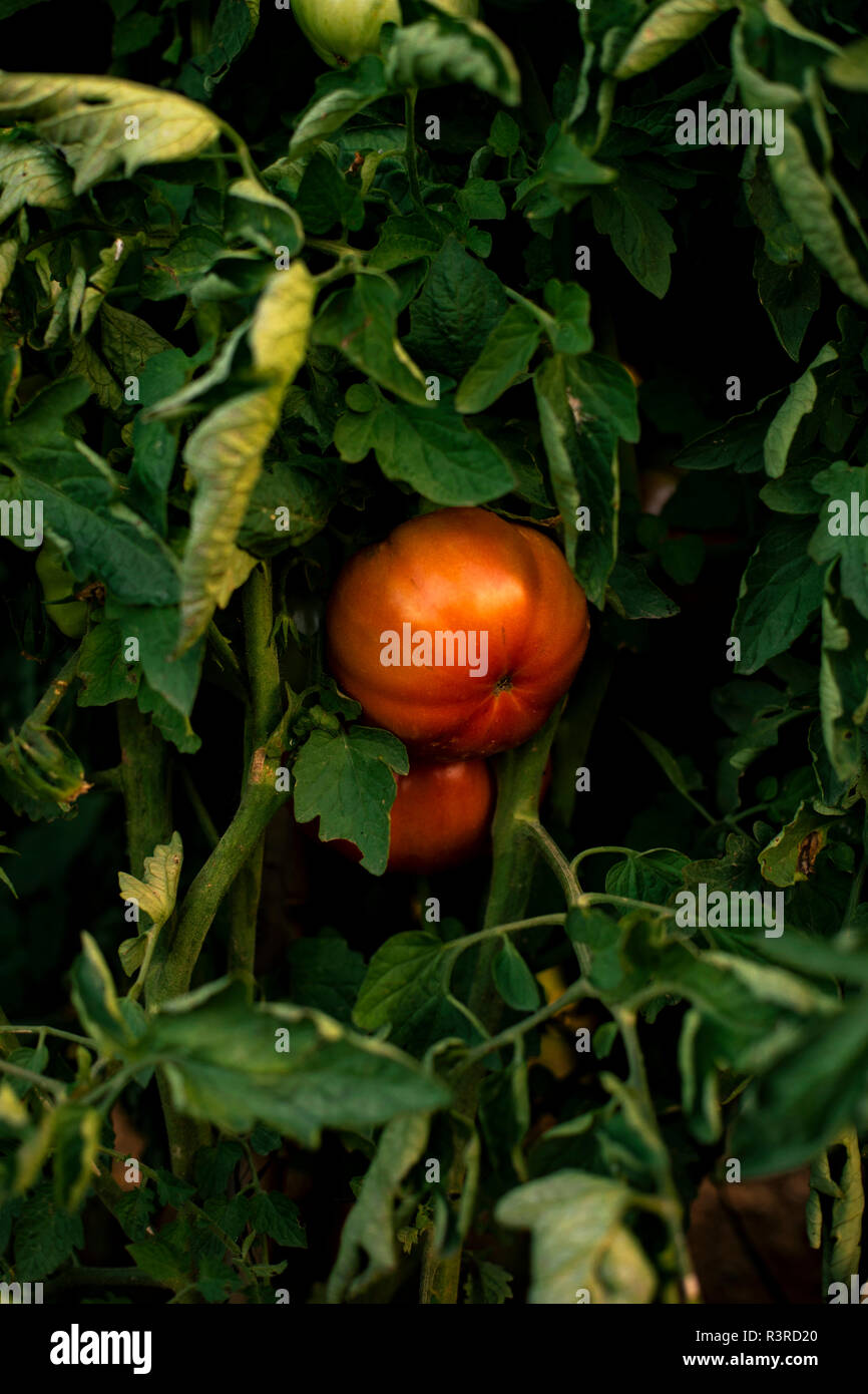 Ripe tomato, tomato plant Stock Photo