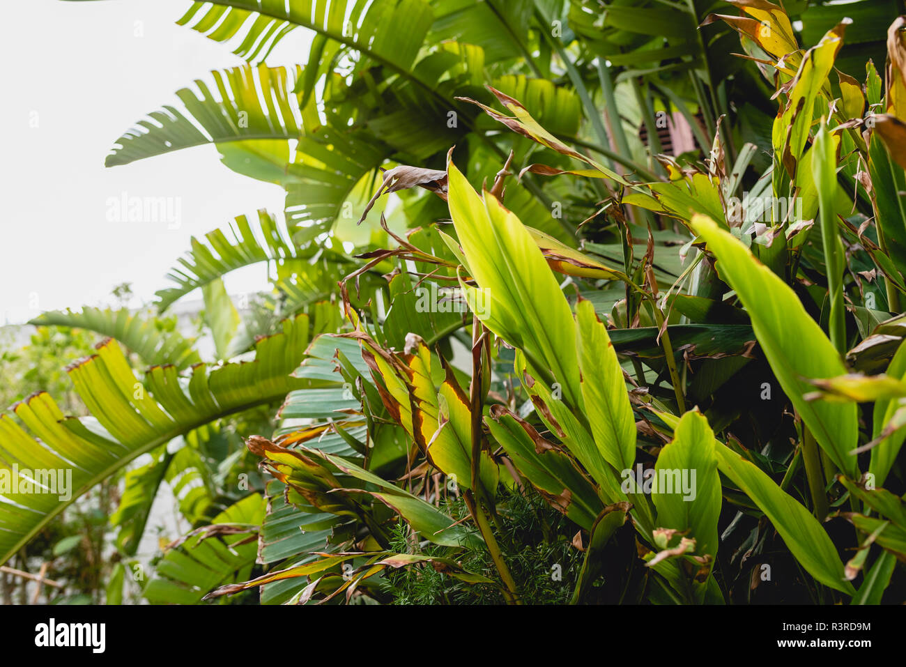 Decorative banana tree leaves in a garden Stock Photo Alamy