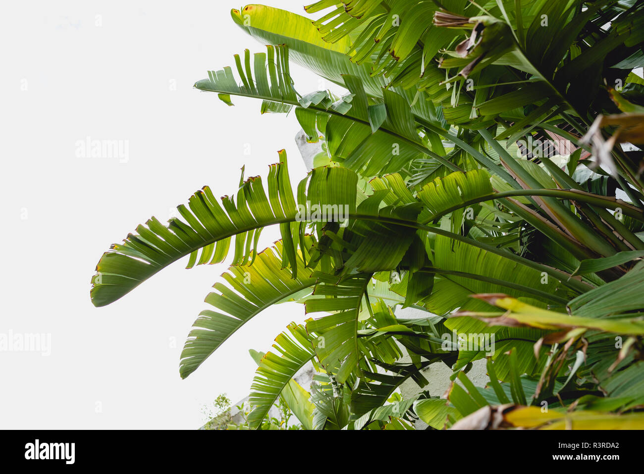 Decorative banana tree leaves in a garden Stock Photo Alamy