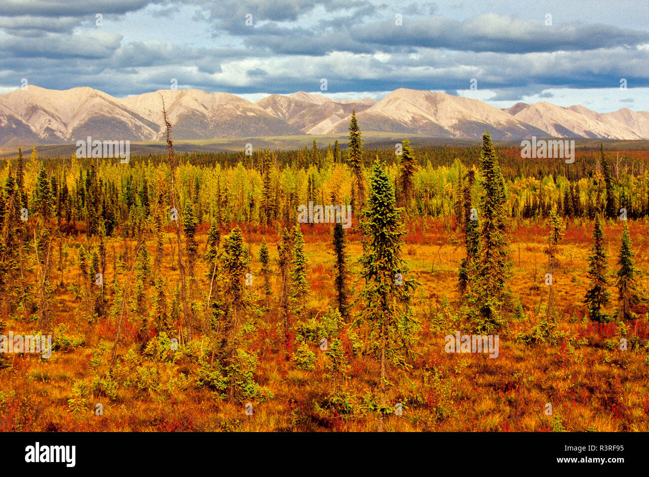 Canada, Yukon. Sub-Arctic vegetation. Stock Photo