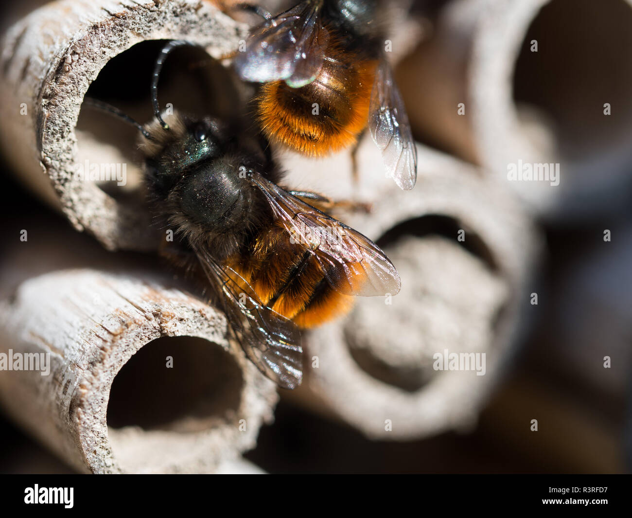Solitary bee  at insect hotel Stock Photo
