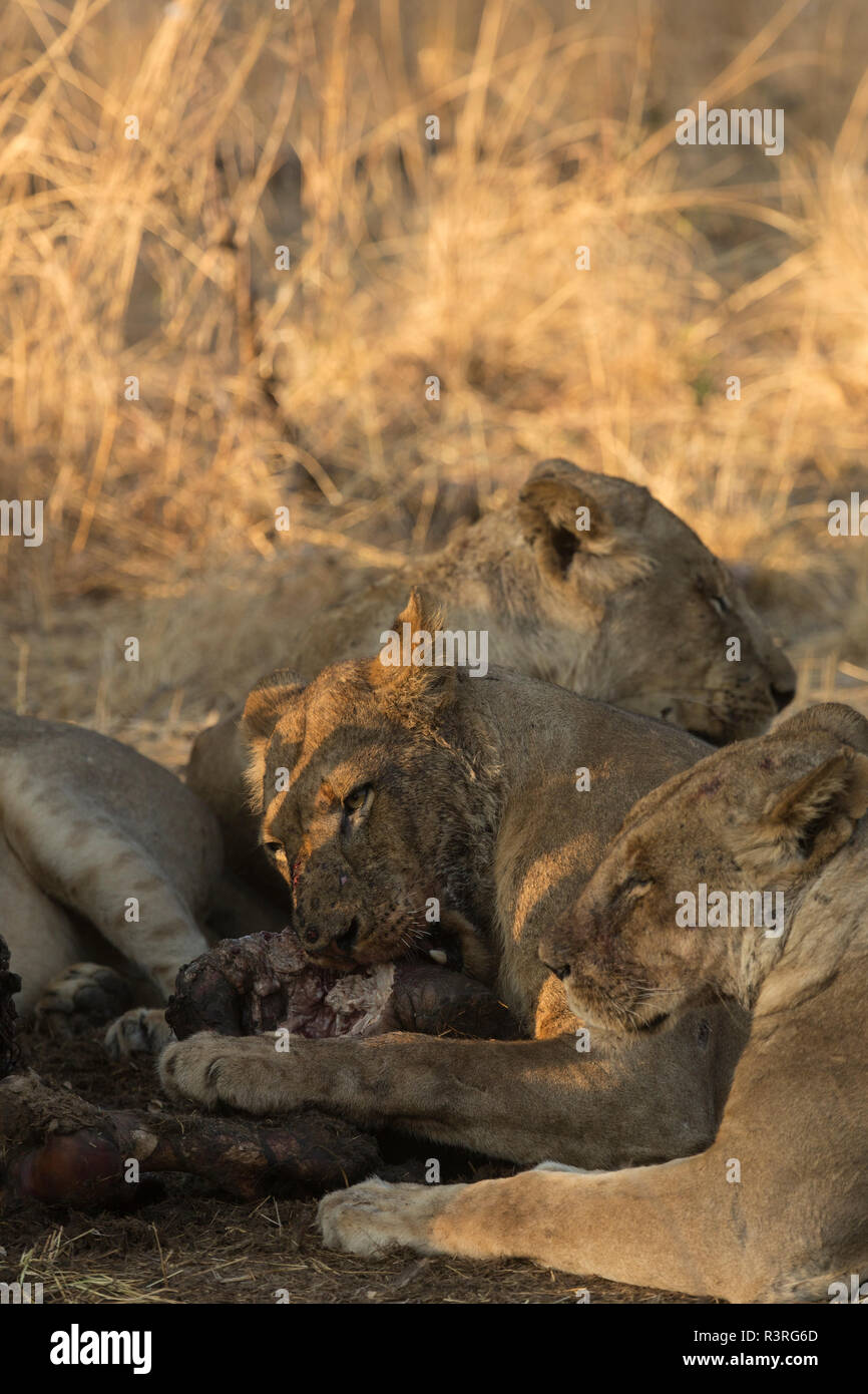 lion lioness Safari South Luangwa national park Zambia Africa Stock Photo