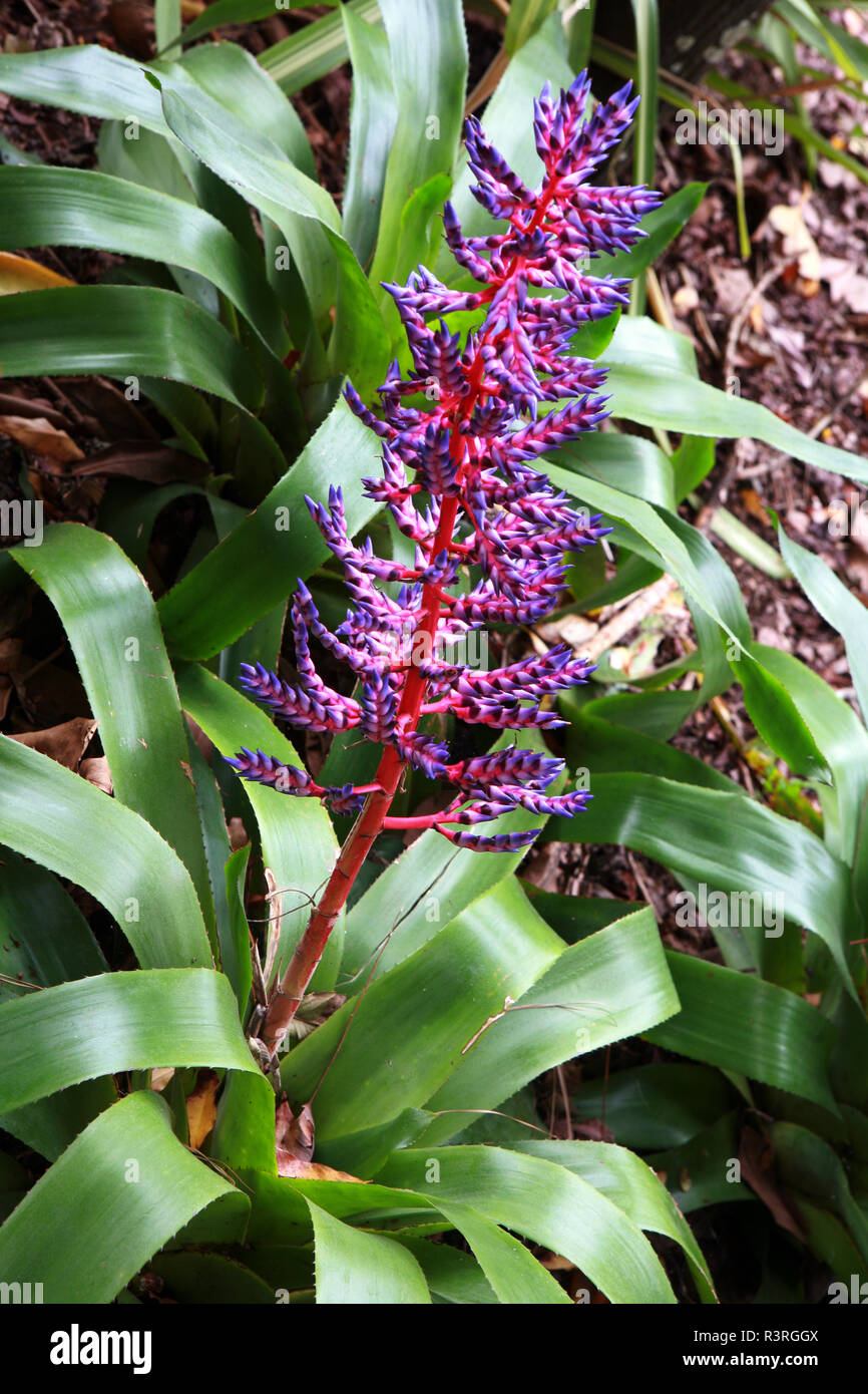 bromeliad (aechmea dichlamydea) Stock Photo