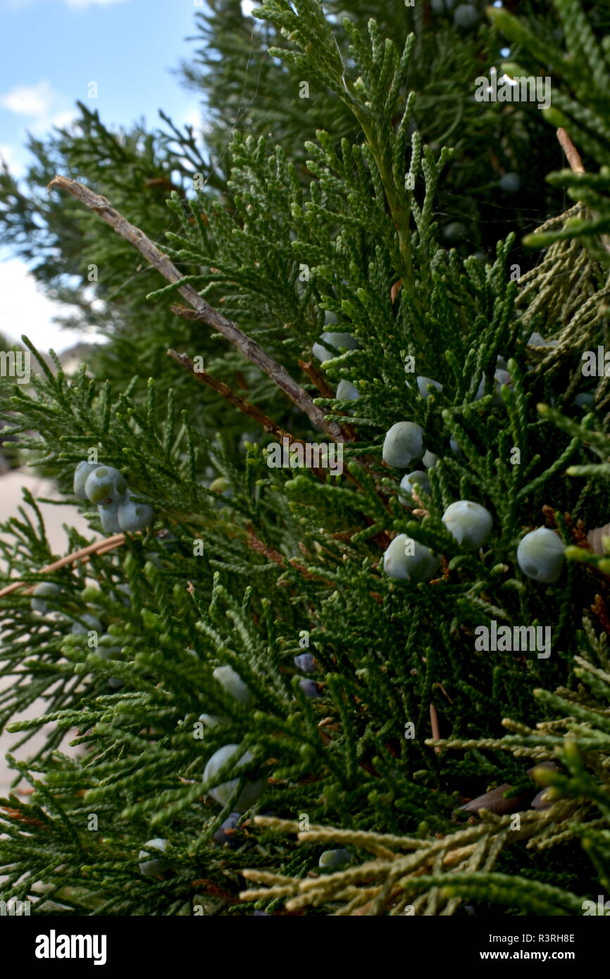 Unpicked juniper berries hires stock photography and images Alamy