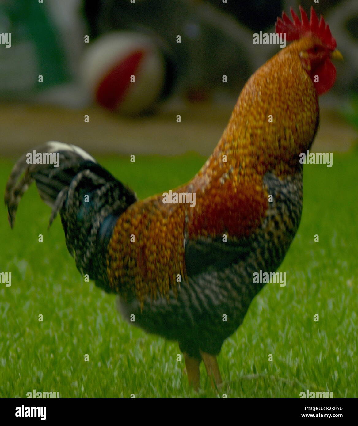 Free-range rooster from Guatemala in our front yard Stock Photo - Alamy