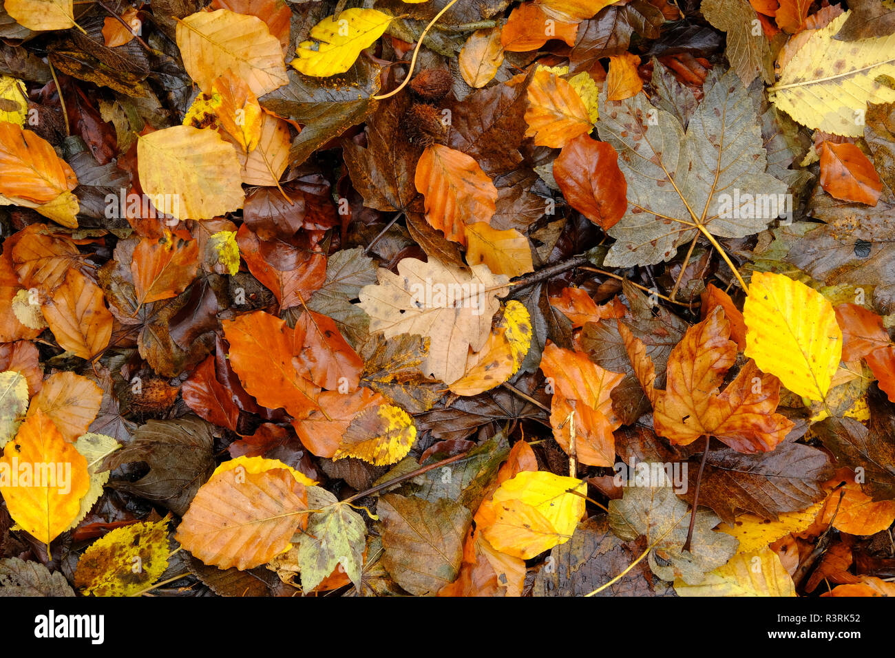 Carpet of fallen leaves hi-res stock photography and images - Alamy