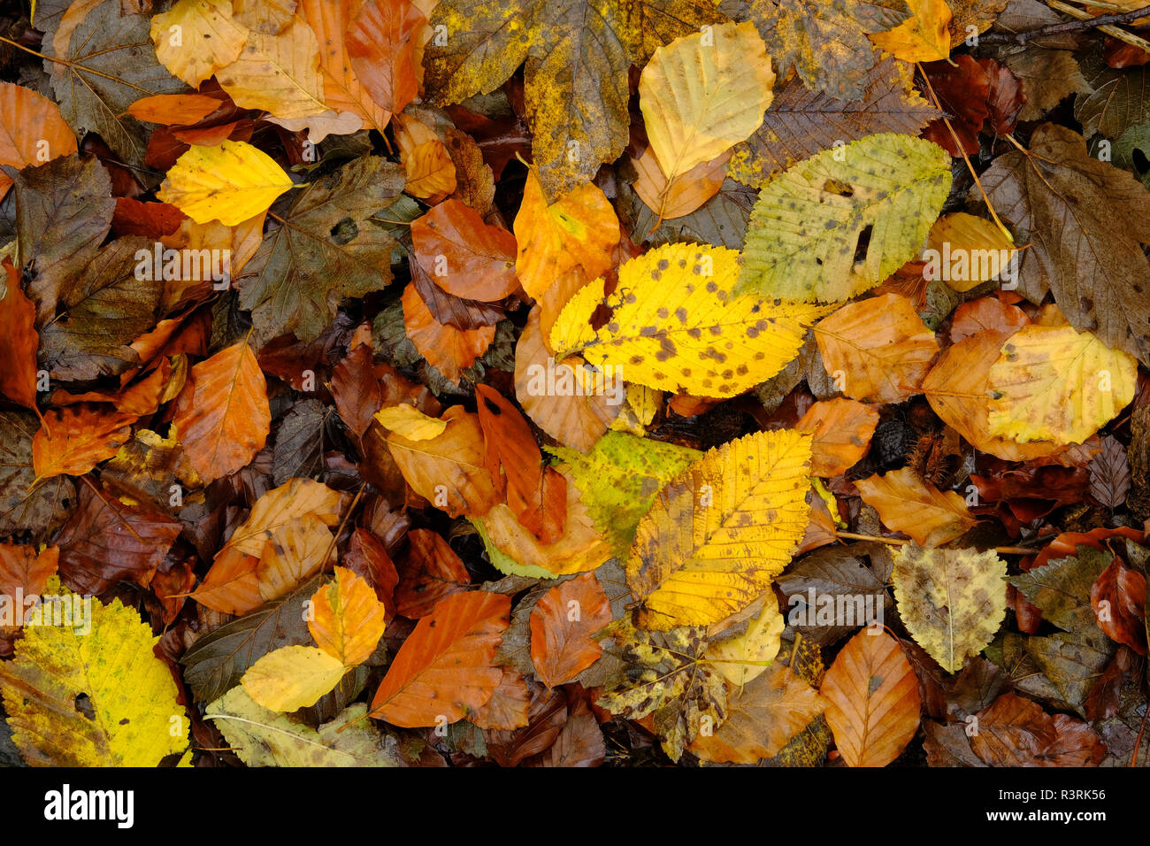 carpet of fallen leaves in autumn Stock Photo