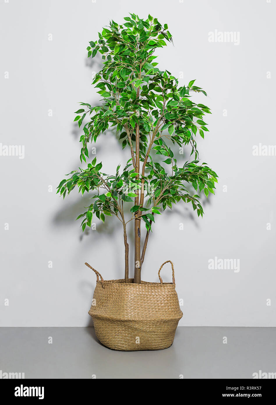 Shot of a Fake house plant in basket Stock Photo