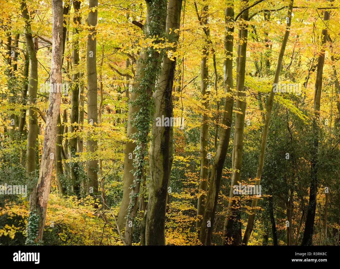 woodland trees in autumn Stock Photo