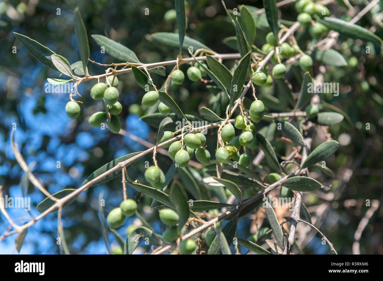 Olive tree, Athens, Greece, Europe Stock Photo Alamy