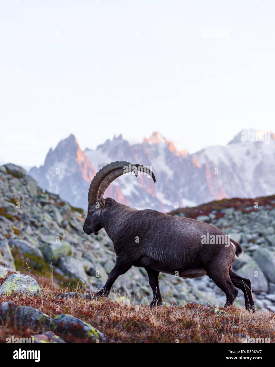 Alpine Carpa Ibex (wild goat) in the France Alps. Monte Bianco range with Mont Blanc mountain on background. Vallon de Berard Nature Preserve Stock Photo