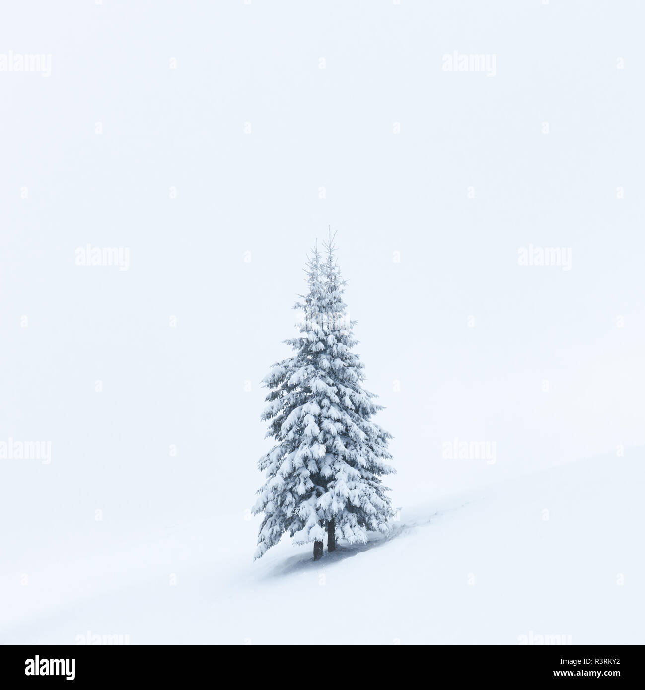 Fantastic winter landscape with alone snowy tree. Carpathians, Ukraine, Europe. Christmas holiday concept Stock Photo