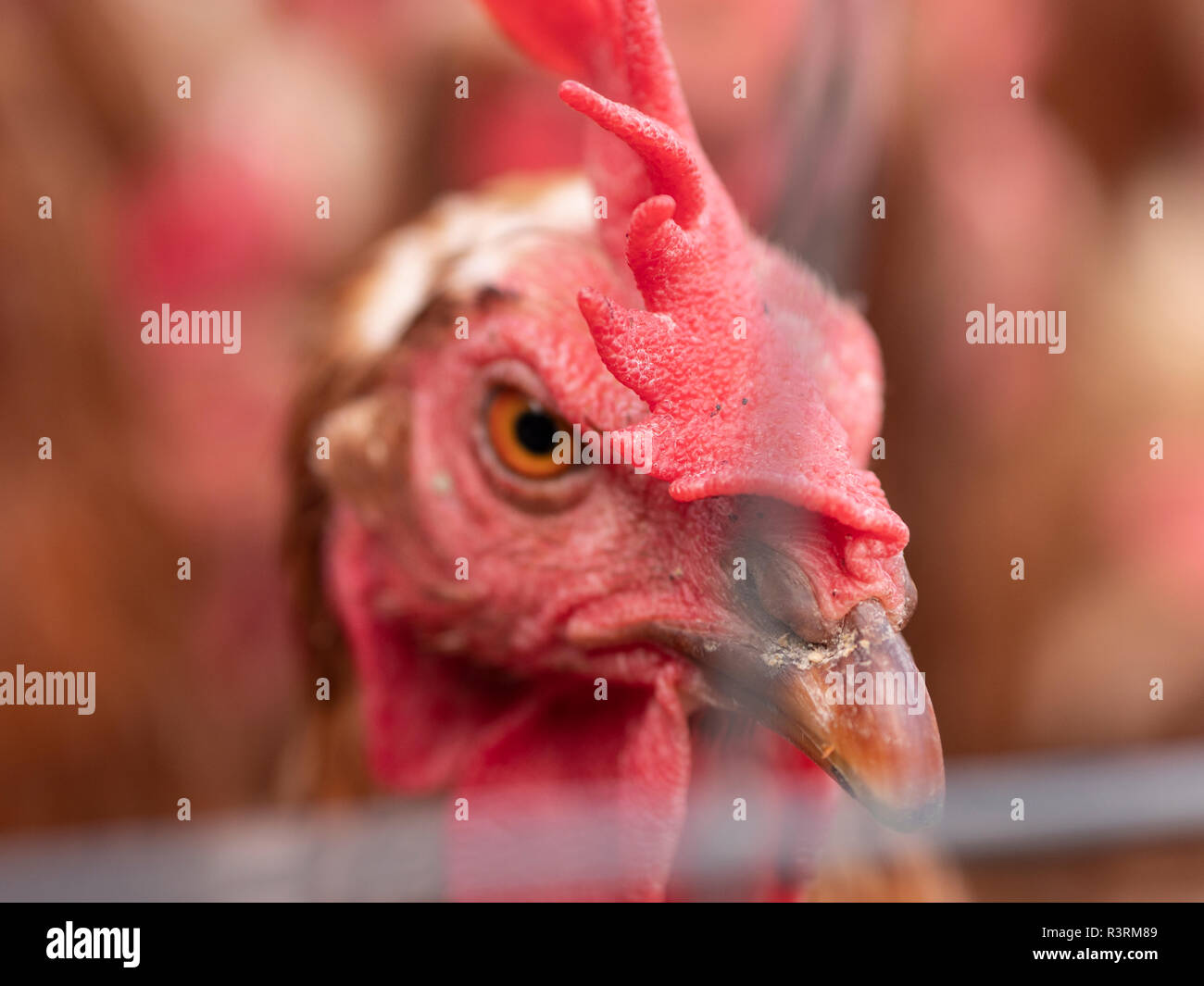 Closeup of brown chickens Stock Photo Alamy