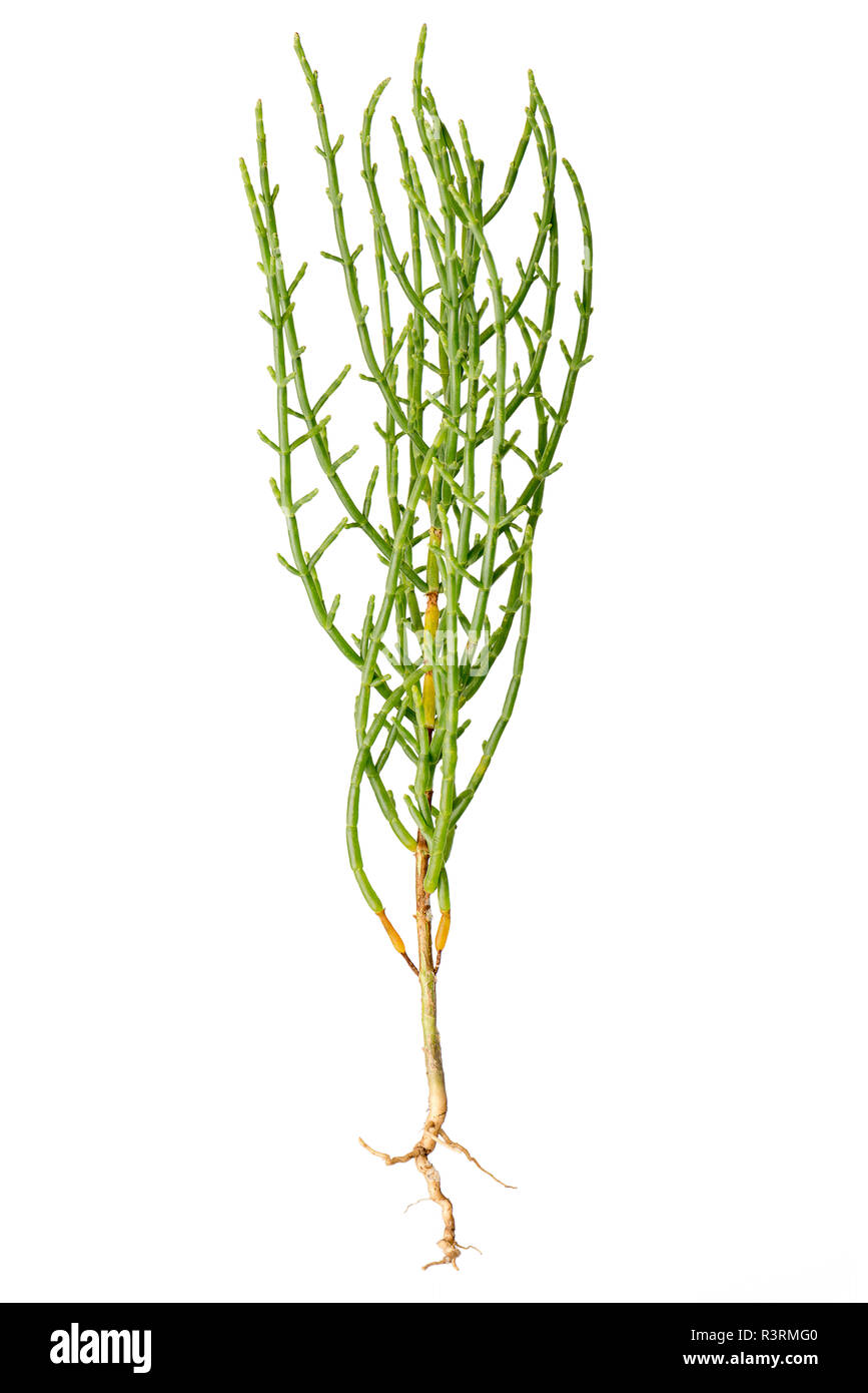 Fresh marsh samphire a coastal plant with vibrant green stalks and a