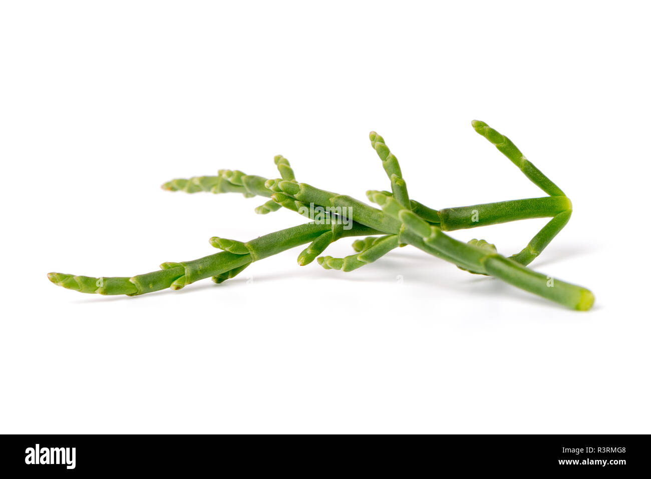 Fresh marsh samphire a coastal plant with vibrant green stalks and a crisp salty taste isolated on a white background Stock Photo