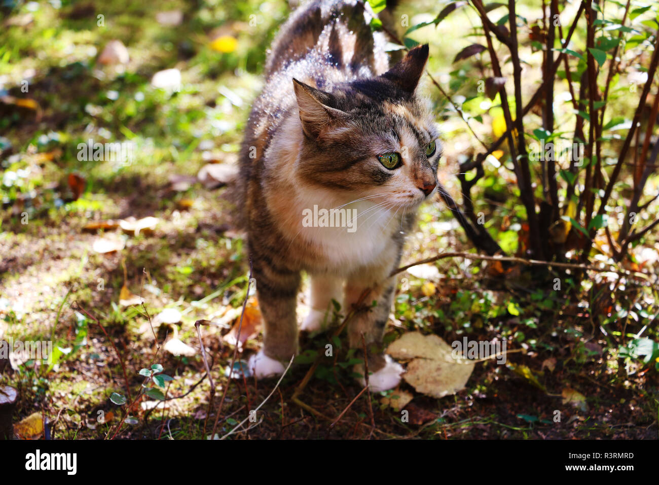 A cat with bright green eyes in the garden Stock Photo