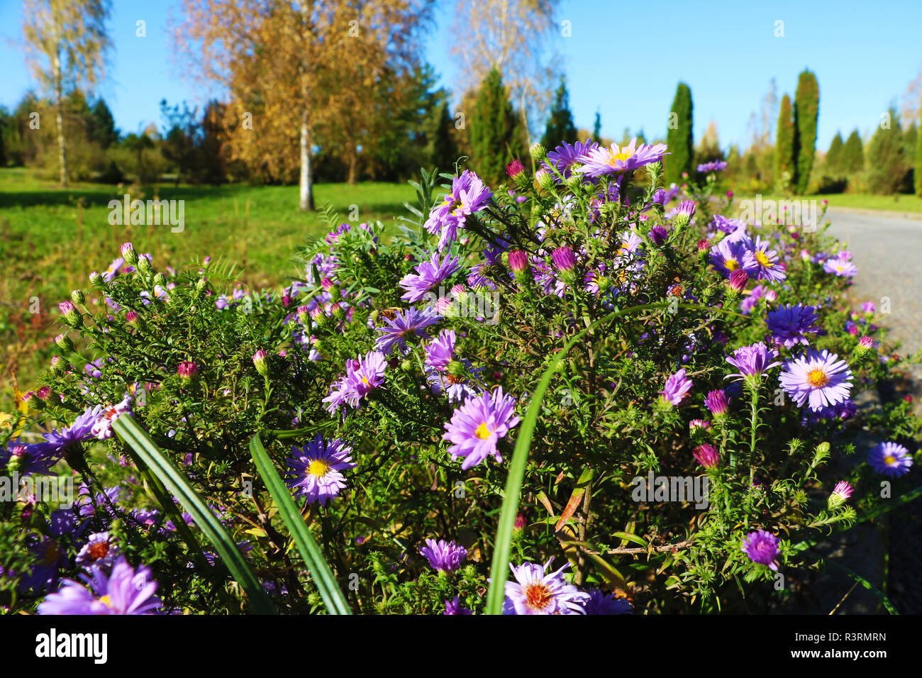 In the foreground flowers against the garden on a sunny day Stock Photo