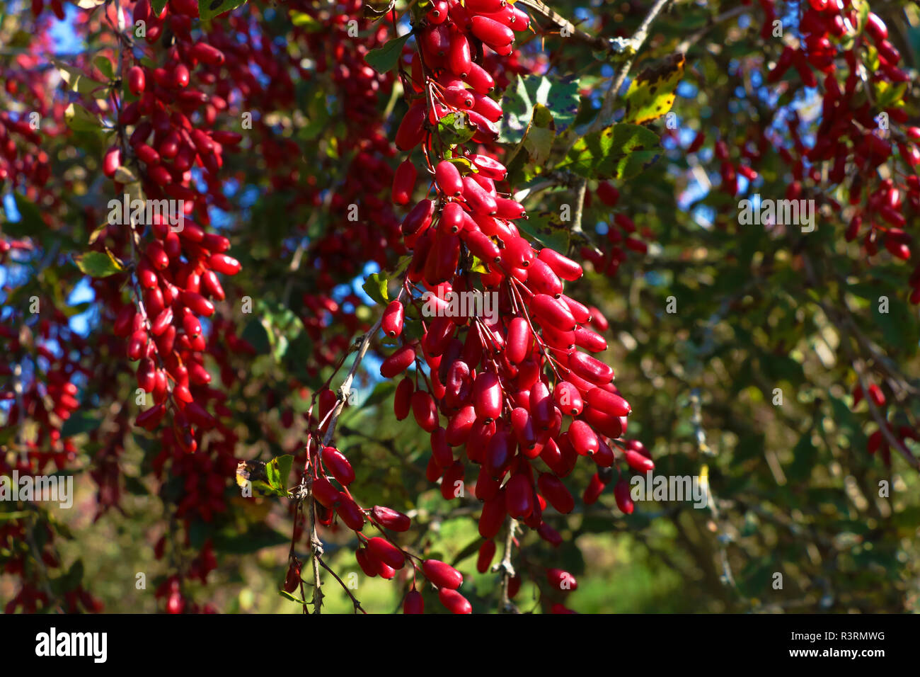 View of the branches of barberry with berries in the park Stock Photo