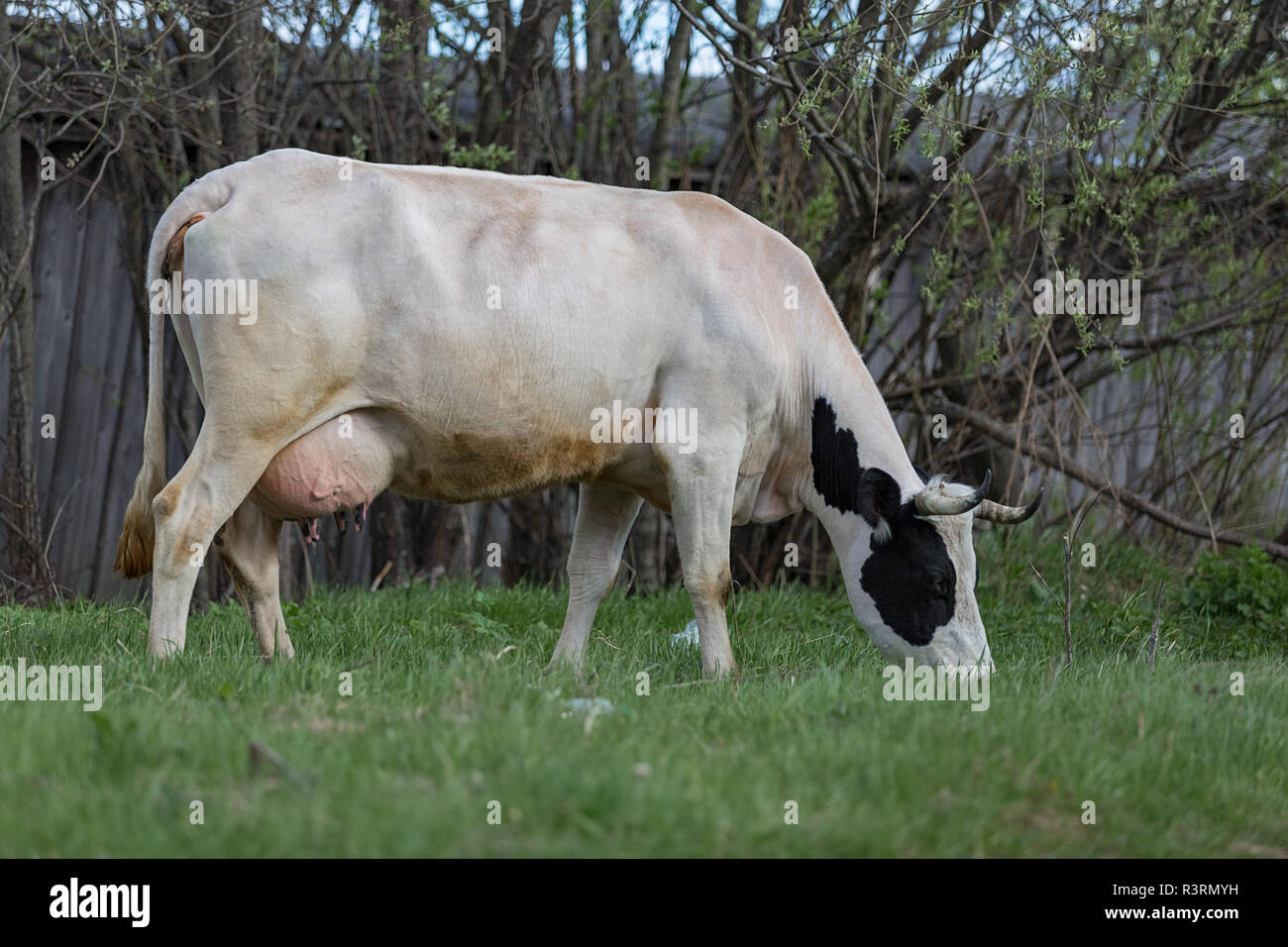 black and white cow grazing on green grass Stock Photo - Alamy