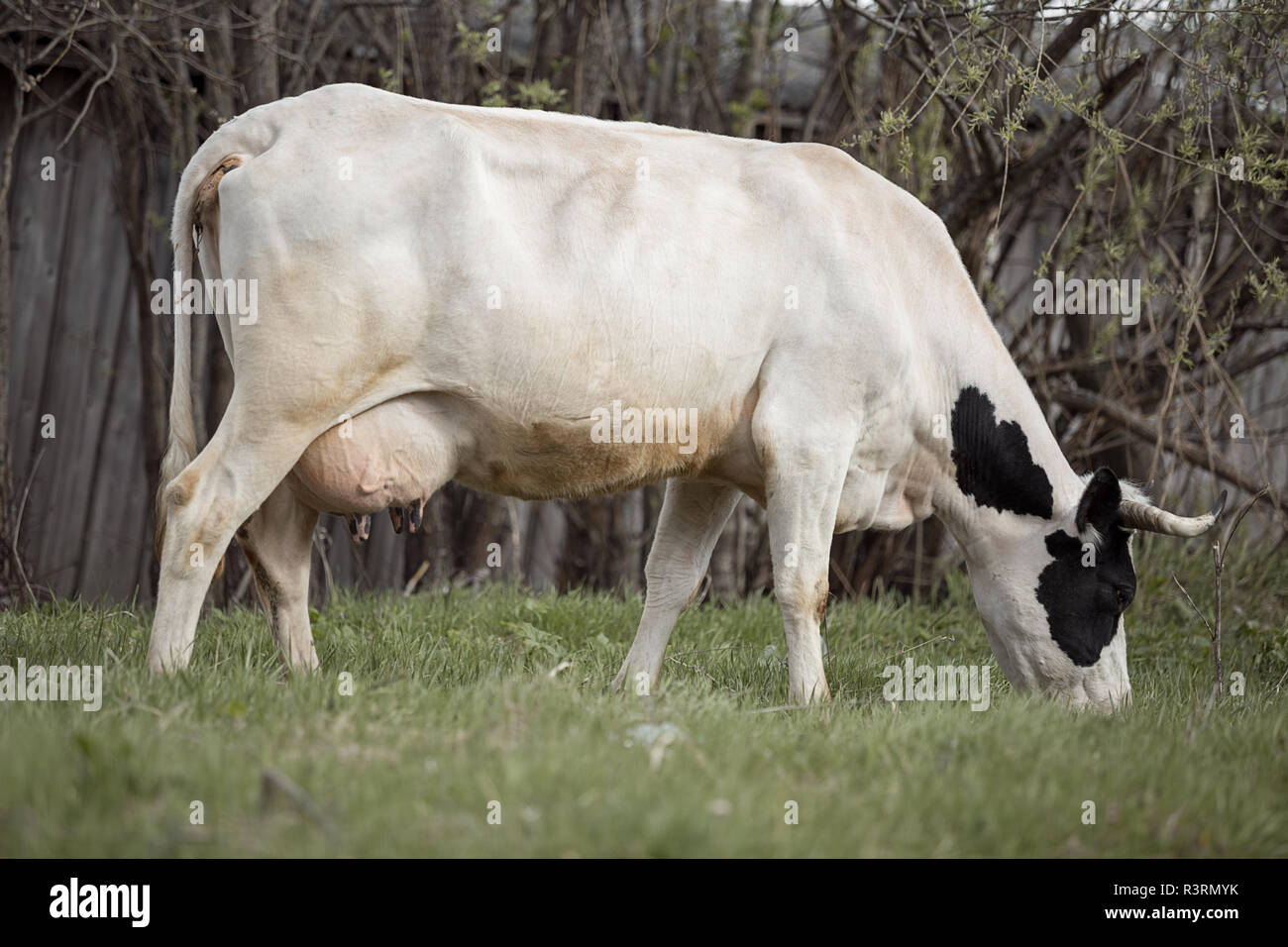 black and white cow grazing on green grass Stock Photo - Alamy