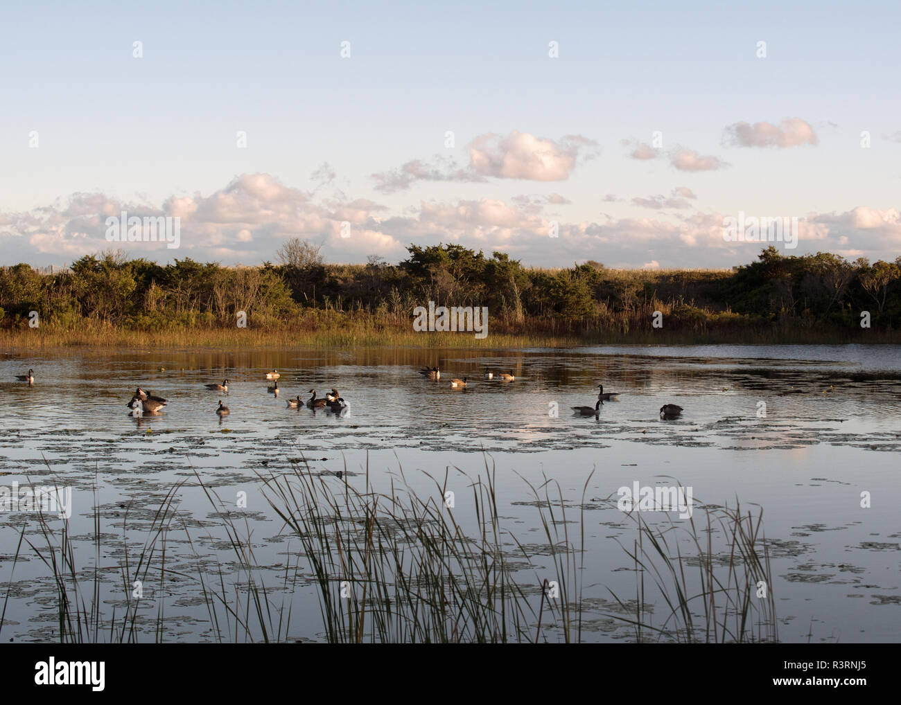 Fall scene of small salt pond with geese Stock Photo