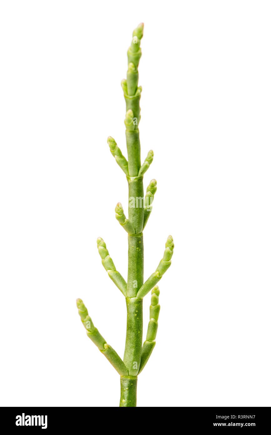 Fresh marsh samphire a coastal plant with vibrant green stalks and a crisp salty taste isolated on a white background Stock Photo