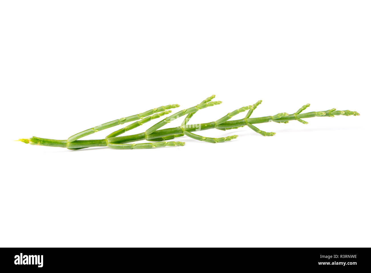 Fresh marsh samphire a coastal plant with vibrant green stalks and a
