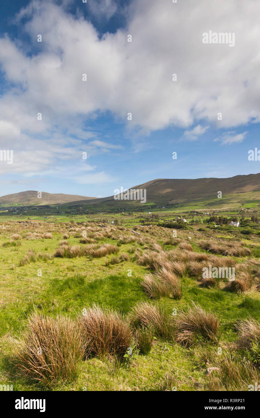 Ireland, County Cork, Beara Peninsula, Ring of Beara, Eyeries, tussock