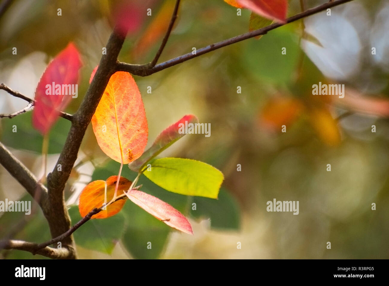 first autumn leaves in red and golden colors as a seasonal nature background with copy space, selected focus, very narrow depth of field Stock Photo