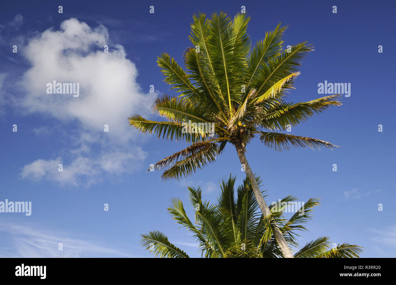 palm trees Stock Photo