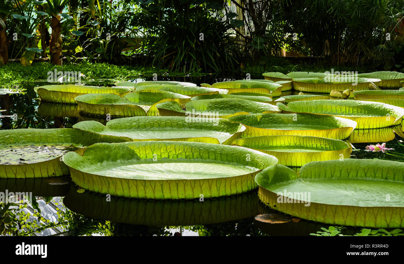 Nationale Plantentuin Meise High Resolution Stock Photography And Images Alamy