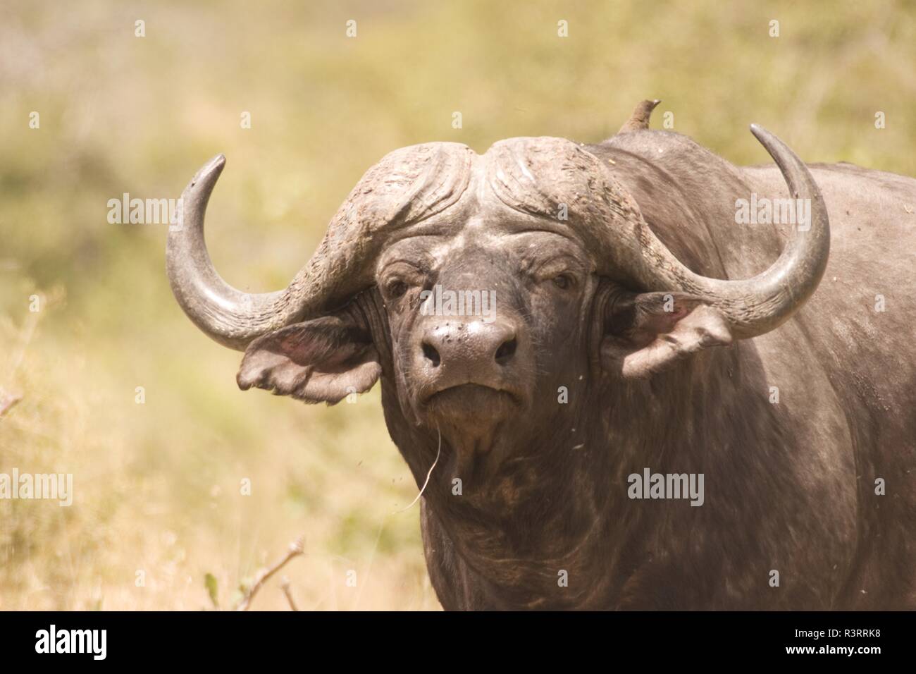 Muscular buffalo hi-res stock photography and images - Alamy