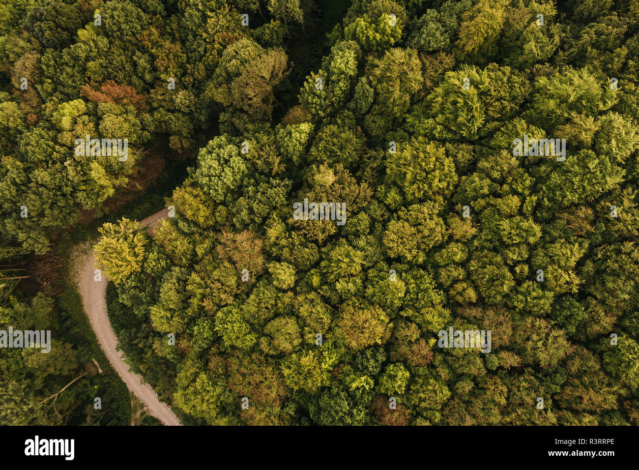 Austria, Lower Austria, Vienna Woods, Biosphere Reserve Vienna Woods, Aerial view of dirt road and forest in the early morning Stock Photo