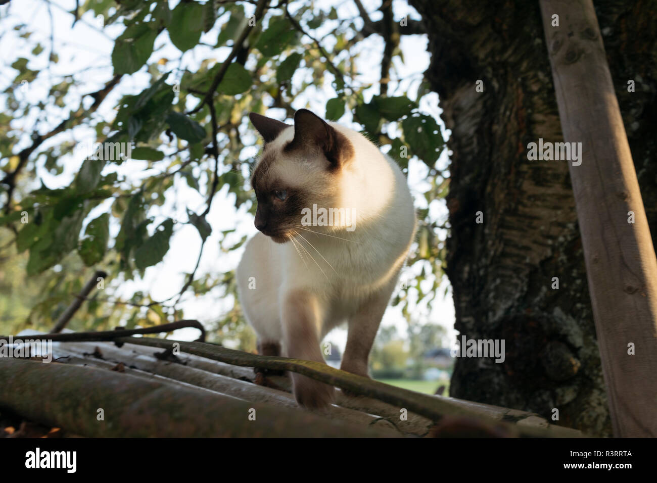 Siamese cat on a branch Stock Photo Alamy