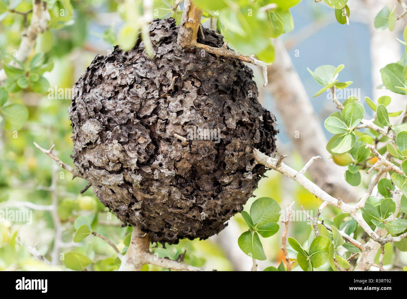 Thailand, Pha Taem National Park, ant nest in tree Stock Photo
