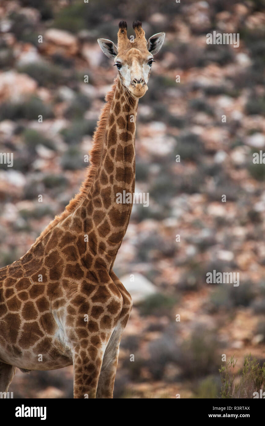 South Africa, Aquila Private Game Reserve, Giraffe, Giraffa camelopardalis Stock Photo