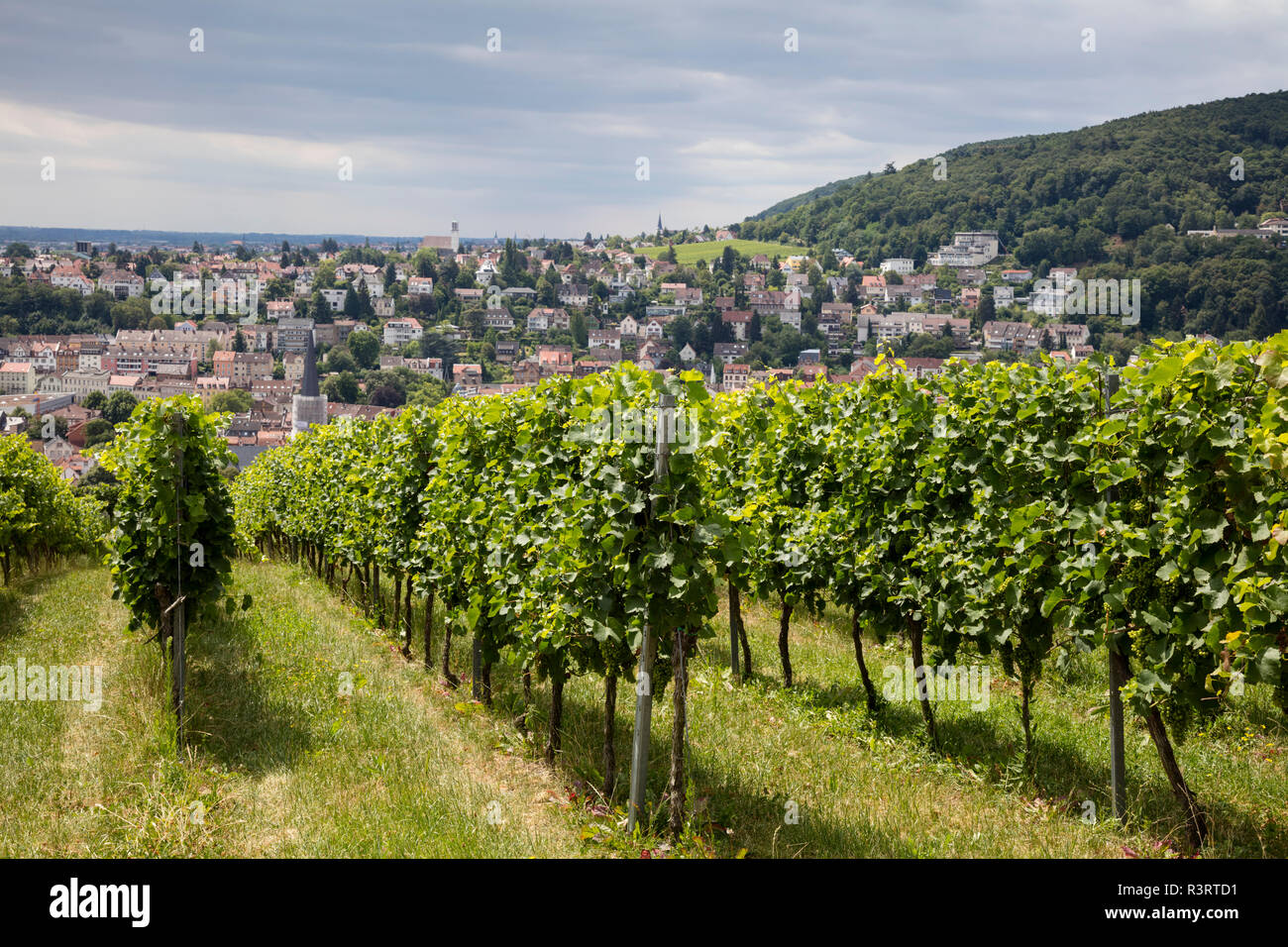 Germany, Rhineland-Palatinate, Neustadt an der Weinstrasse, townscape, vineyard Stock Photo